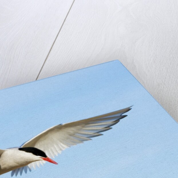 Adult Arctic Tern (Sterna Paradisea) Hovering Before a Dive, Victoria Island, Nunavut, Arctic Canada by Anonymous