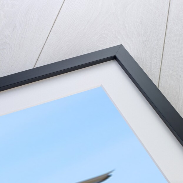 Adult Arctic Tern (Sterna Paradisea) Hovering Before a Dive, Victoria Island, Nunavut, Arctic Canada by Anonymous