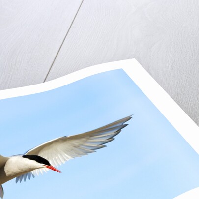 Adult Arctic Tern (Sterna Paradisea) Hovering Before a Dive, Victoria Island, Nunavut, Arctic Canada by Anonymous