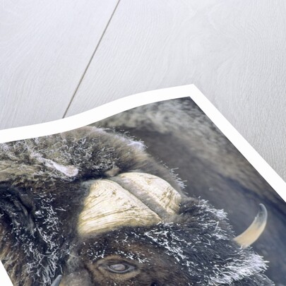 Adult Bull Muskox (Ovibos Moschatus) Covered with Frost. Banks Island, Northwest Territories, Arctic Canada. by Anonymous