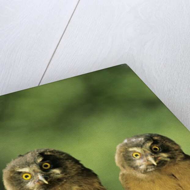 Boreal Owlets (Aegolius Funereus), Northern Alberta, Canada by Anonymous