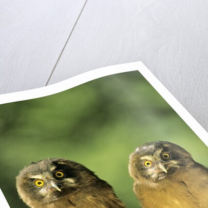 Boreal Owlets (Aegolius Funereus), Northern Alberta, Canada by Anonymous