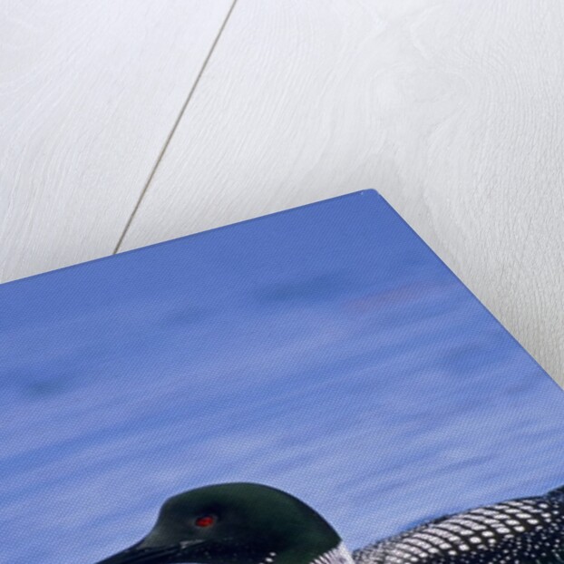 Adult Common Loon (Gavia Immer), Northern Saskatchewan, Canada by Anonymous