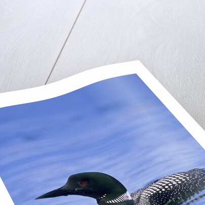 Adult Common Loon (Gavia Immer), Northern Saskatchewan, Canada by Anonymous