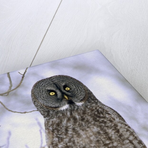 Adult Great Gray Owl (Strix Nebulosa) Hunting in a Winter Roadside, Northern Alberta, Canada. by Anonymous