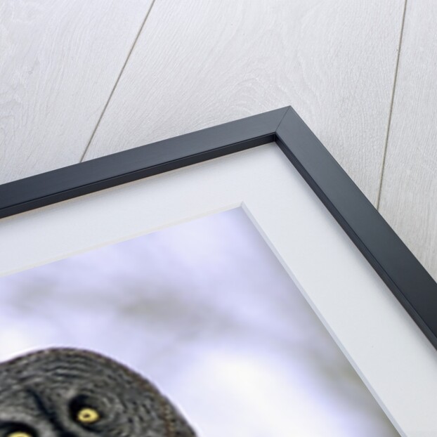 Adult Great Gray Owl (Strix Nebulosa) Hunting in a Winter Roadside, Northern Alberta, Canada. by Anonymous