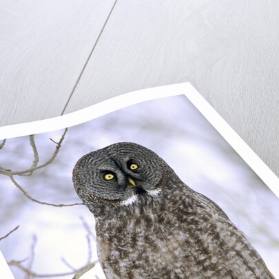 Adult Great Gray Owl (Strix Nebulosa) Hunting in a Winter Roadside, Northern Alberta, Canada. by Anonymous