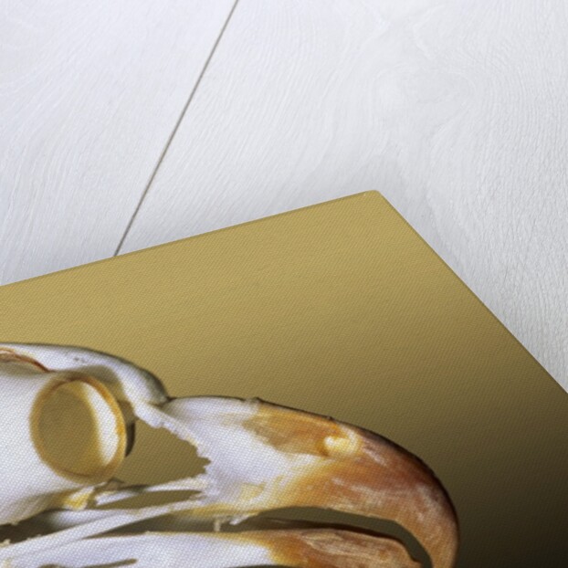 Skull of an Adult Great Horned Owl (Bubo Virginianus), Alberta, Canada by Anonymous