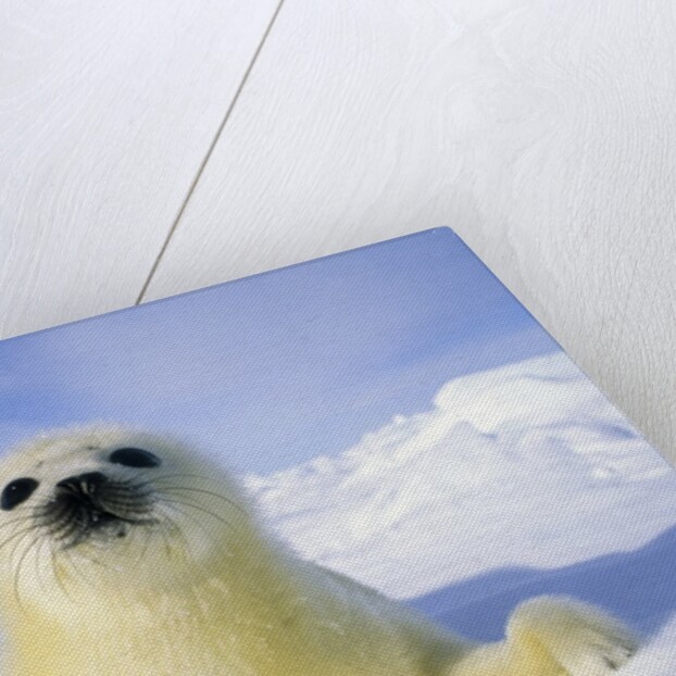 Newborn Harp Seal (Phoca Groenlandica) Pup (yellowcoat), Gulf of the St. Lawrence River, Canada. Natal Coat Stained Yellow by Amniotic Fluid.