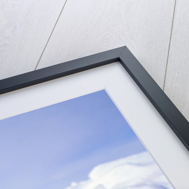 Newborn Harp Seal (Phoca Groenlandica) Pup (yellowcoat), Gulf of the St. Lawrence River, Canada. Natal Coat Stained Yellow by Amniotic Fluid.