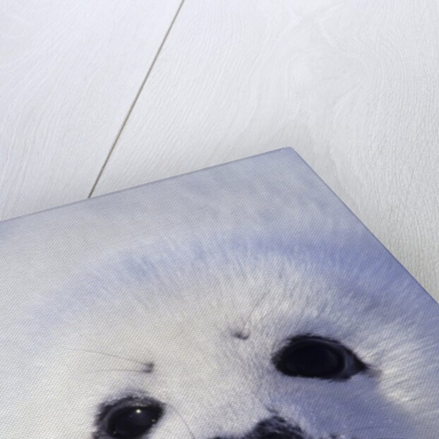 Week-old Harp Seal (Phoca Groenlandica) Pup (whitecoat), Gulf of the St. Lawrence River, Canada. by Anonymous