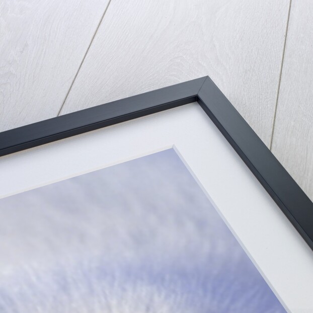 Week-old Harp Seal (Phoca Groenlandica) Pup (whitecoat), Gulf of the St. Lawrence River, Canada. by Anonymous
