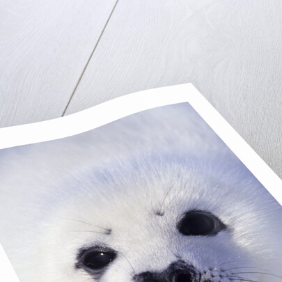 Week-old Harp Seal (Phoca Groenlandica) Pup (whitecoat), Gulf of the St. Lawrence River, Canada. by Anonymous