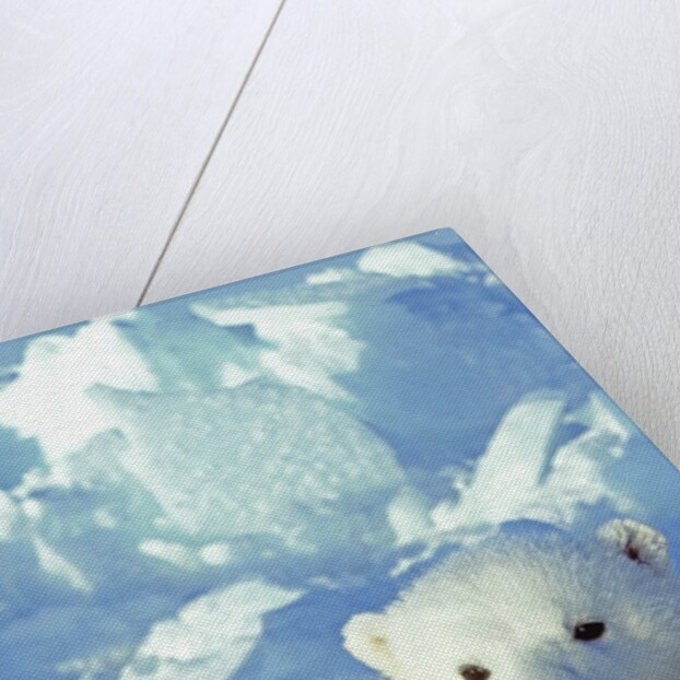 Three-month Old Twin Polar Bear Cubs (Ursus Maritimus) Resting on Their Mother's Back, Coastal Hudson Bay, Canada. by Anonymous