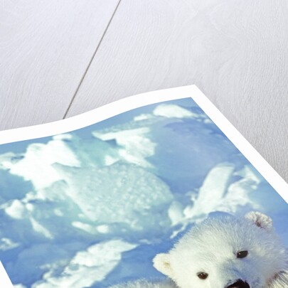 Three-month Old Twin Polar Bear Cubs (Ursus Maritimus) Resting on Their Mother's Back, Coastal Hudson Bay, Canada. by Anonymous