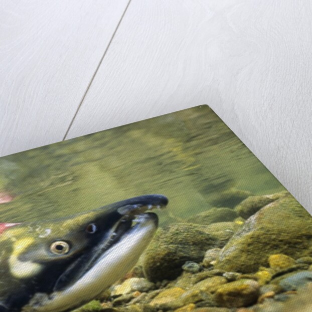 Sockeye Salmon, Adams River, Shuswap, British Columbia, Canada by Anonymous