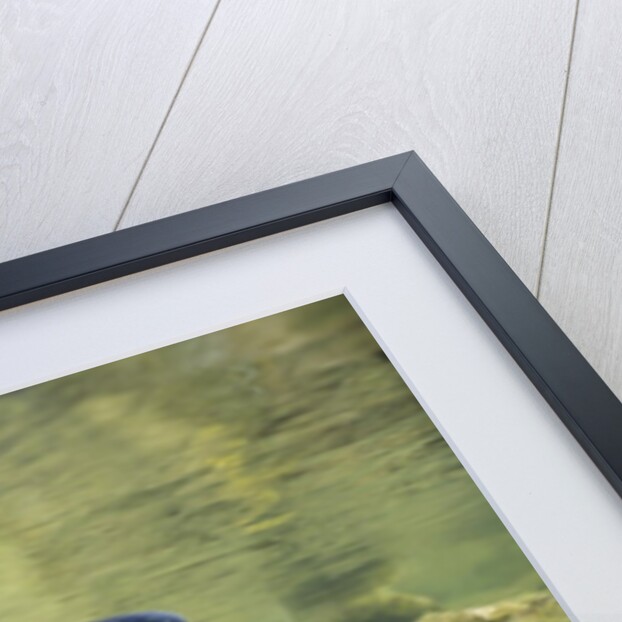 Sockeye Salmon, Adams River, Shuswap, British Columbia, Canada by Anonymous