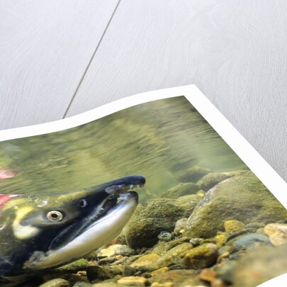 Sockeye Salmon, Adams River, Shuswap, British Columbia, Canada by Anonymous