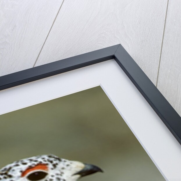 Adult Male White-tiled Ptarmigan (Lagopus Leucurus) in Late Spring Plumage, Northern Rocky Mountains, Alberta by Anonymous