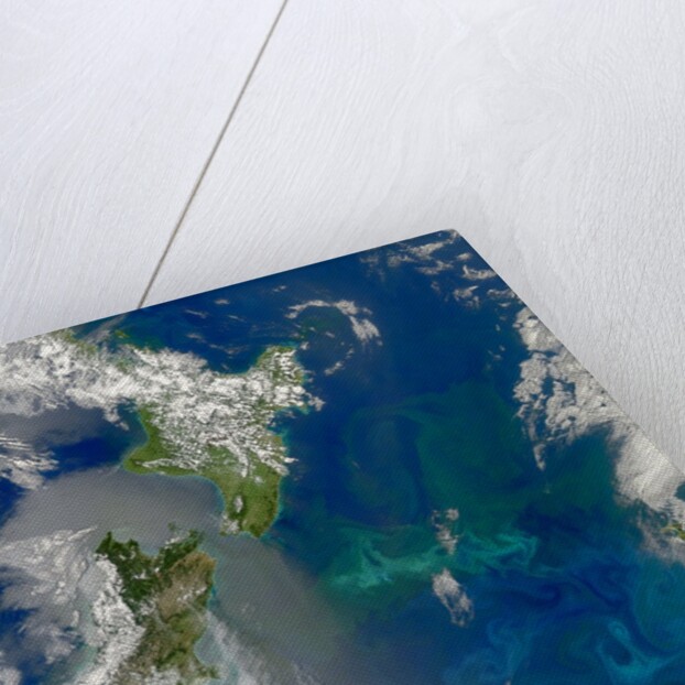 Phytoplankton Bloom in the Pacific Ocean East of New Zealand by Anonymous