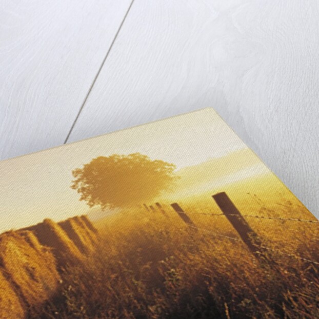 Misty Morning, Farmland and Wheat Straw Rolls, Near St. Adolphe, Manitoba, Canada by Anonymous