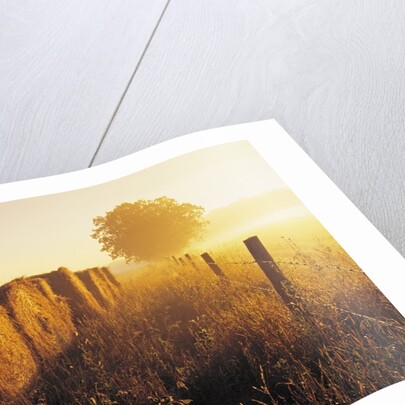 Misty Morning, Farmland and Wheat Straw Rolls, Near St. Adolphe, Manitoba, Canada by Anonymous