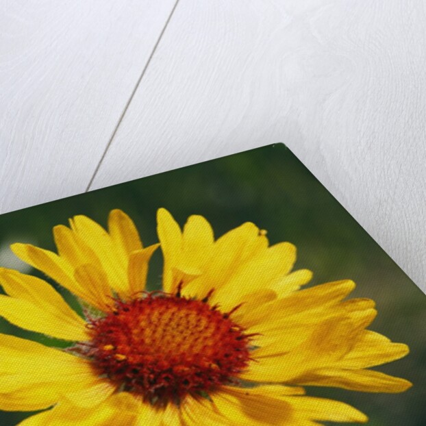 Brown-eyed Susan Flowers in British Columbia, Canada by Anonymous
