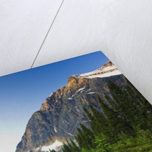 Wildflowers in Cavell Meadows with View of Mount Edith Cavell, Jasper National Park, Alberta, Canada by Anonymous