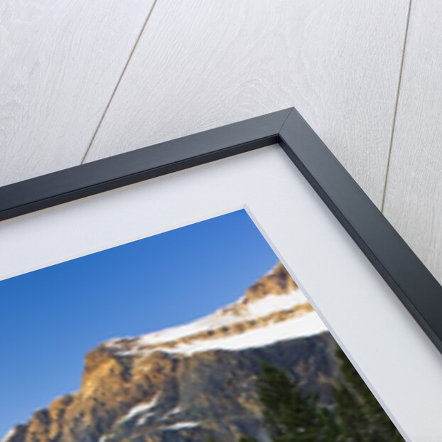 Wildflowers in Cavell Meadows with View of Mount Edith Cavell, Jasper National Park, Alberta, Canada by Anonymous