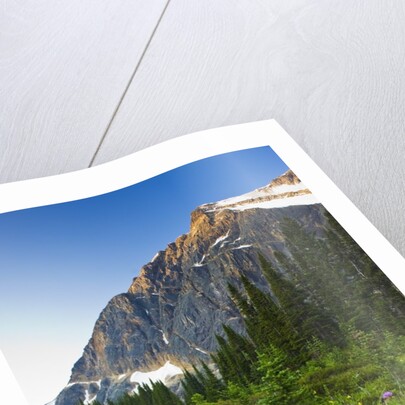 Wildflowers in Cavell Meadows with View of Mount Edith Cavell, Jasper National Park, Alberta, Canada by Anonymous