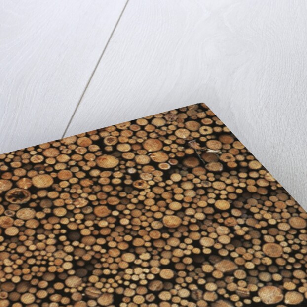 Pulp Wood Stacked in Processing Yard, British Columbia, Canada. by Anonymous