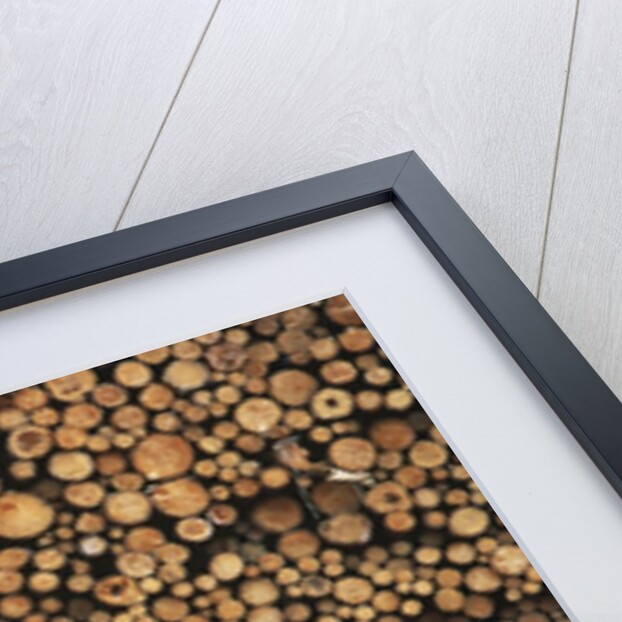 Pulp Wood Stacked in Processing Yard, British Columbia, Canada. by Anonymous