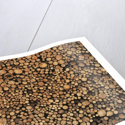 Pulp Wood Stacked in Processing Yard, British Columbia, Canada. by Anonymous