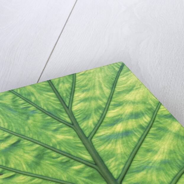 Yellow Skunk Cabbage (Lysichitum Americanum) Leaf Pattern, British Columbia, Canada. by Anonymous