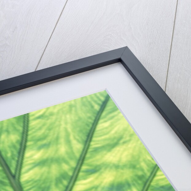 Yellow Skunk Cabbage (Lysichitum Americanum) Leaf Pattern, British Columbia, Canada. by Anonymous