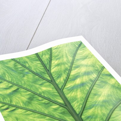 Yellow Skunk Cabbage (Lysichitum Americanum) Leaf Pattern, British Columbia, Canada. by Anonymous