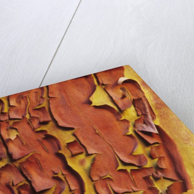 Arbutus Tree, Bark Pattern, British Columbia, Canada. by Anonymous