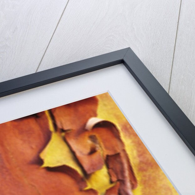 Arbutus Tree, Bark Pattern, British Columbia, Canada. by Anonymous