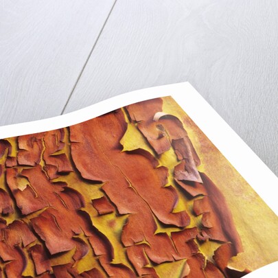 Arbutus Tree, Bark Pattern, British Columbia, Canada. by Anonymous