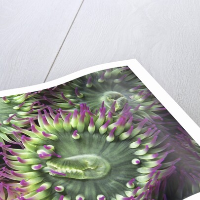 Pink-tipped Surf Anemones, Dodd Narrows, Southern Gulf Islands, Vancouver Island, British Columbia, Canada. by Anonymous