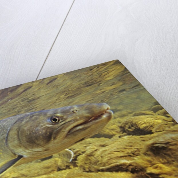 Interior Bull Trout, Bulkley River, British Columbia, Canada. by Anonymous