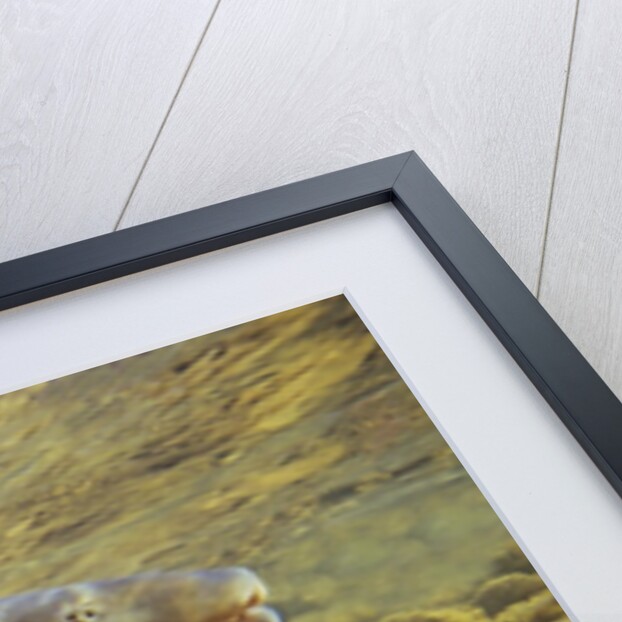 Interior Bull Trout, Bulkley River, British Columbia, Canada. by Anonymous