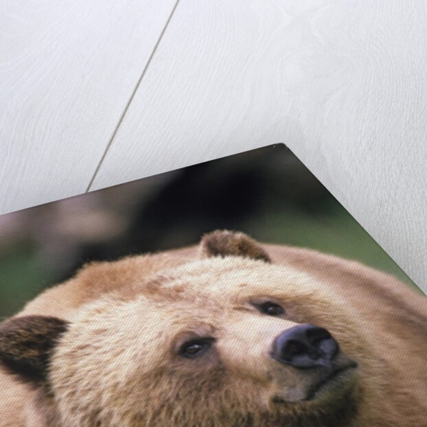 Grizzly Bear (Ursus Arctos), Glendale Cove, Knight Inlet, British Columbia, Canada. by Anonymous
