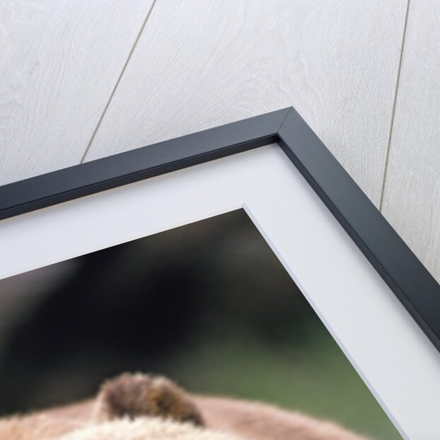 Grizzly Bear (Ursus Arctos), Glendale Cove, Knight Inlet, British Columbia, Canada. by Anonymous