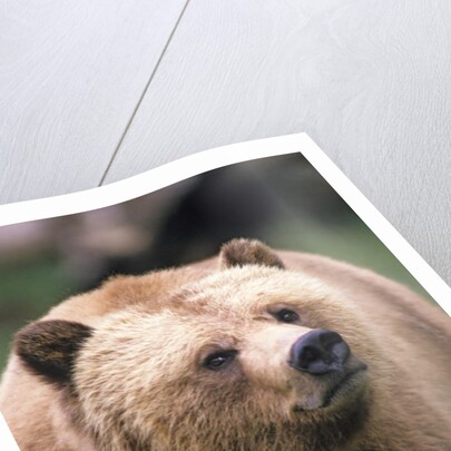 Grizzly Bear (Ursus Arctos), Glendale Cove, Knight Inlet, British Columbia, Canada. by Anonymous