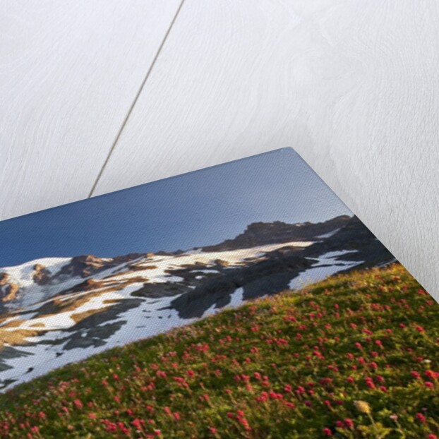 Morning light, Paradise, Mount Rainier National Park, Washington State by Anonymous