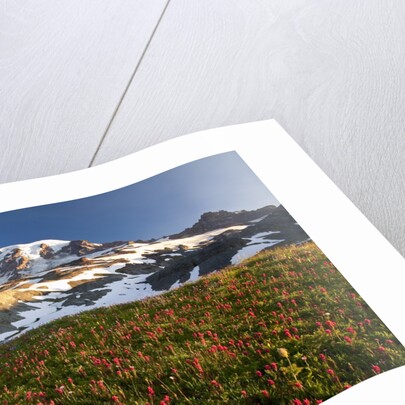 Morning light, Paradise, Mount Rainier National Park, Washington State by Anonymous