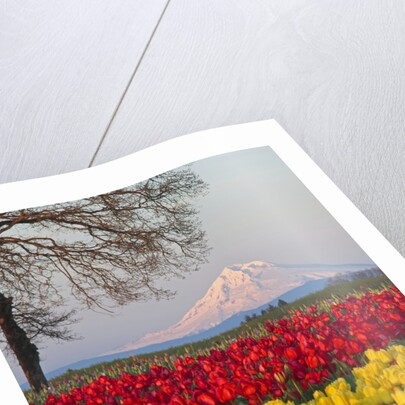 Tulip field and Mount Hood, Woodburn Oregon by Anonymous
