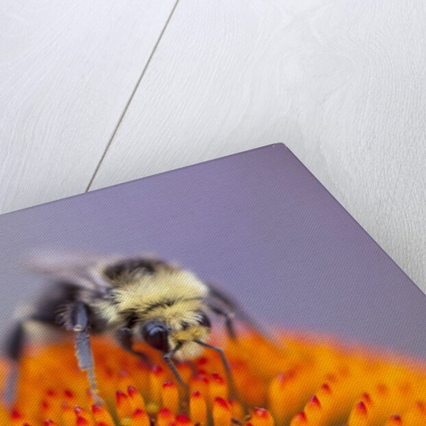 Bee on flower by Anonymous