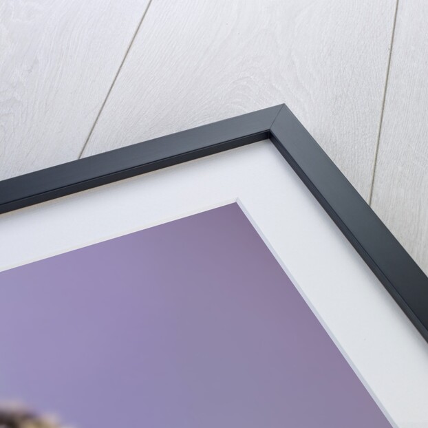 Bee on flower by Anonymous